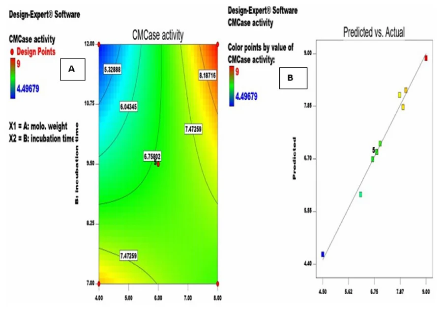 Original Design-Expert contour plot of CMCase activity against substrate weight and incubation time, and parity plot