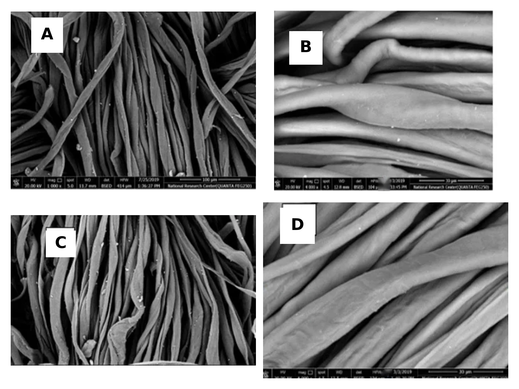 Four scanning electron micrographs of cotton fibres labelled A to D